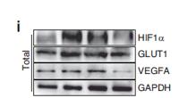 HIF-1α Polyclonal Antibody