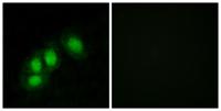 Hint1 Polyclonal Antibody