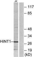 Hint1 Polyclonal Antibody