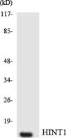 Hint1 Polyclonal Antibody