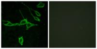 Histamine H1 Receptor Polyclonal Antibody