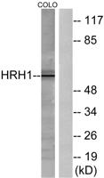 Histamine H1 Receptor Polyclonal Antibody