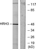 Histamine H3 Receptor Polyclonal Antibody