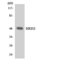 Histamine H3 Receptor Polyclonal Antibody