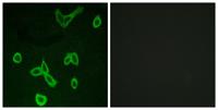 Histamine H4 Receptor Polyclonal Antibody