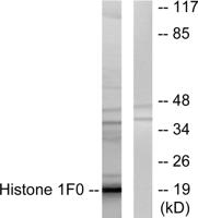 Histone 1.0 Polyclonal Antibody