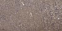 Histone 1.0 Polyclonal Antibody