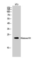 Histone H1 Polyclonal Antibody