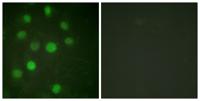 Histone H1 Polyclonal Antibody