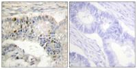 Histone H1 Polyclonal Antibody