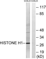 Histone H1 Polyclonal Antibody