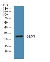 SEGN Polyclonal Antibody