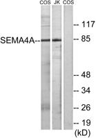 SEMA4A Polyclonal Antibody