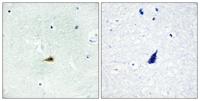 SMRTe Polyclonal Antibody