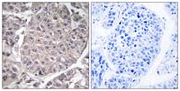 ApoL4 Polyclonal Antibody
