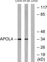 ApoL4 Polyclonal Antibody