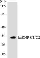 hnRNP C1/C2 Polyclonal Antibody