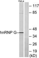 hnRNP G Polyclonal Antibody