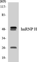 hnRNP H Polyclonal Antibody