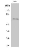 hnRNP L Polyclonal Antibody