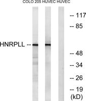 hnRNP LL Polyclonal Antibody