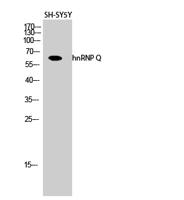 hnRNP Q Polyclonal Antibody