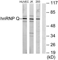 hnRNP Q Polyclonal Antibody