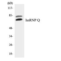 hnRNP Q Polyclonal Antibody