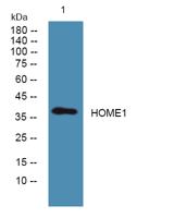 HOME1 Polyclonal Antibody