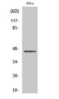 HORMAD1 Polyclonal Antibody