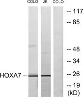 Hox-A7 Polyclonal Antibody