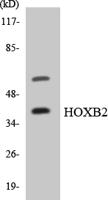 HoxB2 Polyclonal Antibody