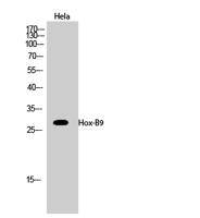 Hox-B9 Polyclonal Antibody