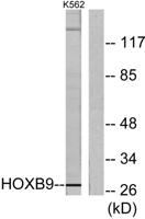 Hox-B9 Polyclonal Antibody