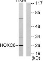 Hox-C6 Polyclonal Antibody