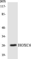 Hox-C6 Polyclonal Antibody