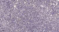 Hox-C6 Polyclonal Antibody