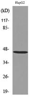 HoxD3 Polyclonal Antibody