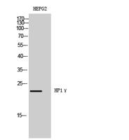 HP1γ Polyclonal Antibody