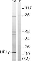 HP1γ Polyclonal Antibody