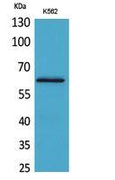 HPA1 Polyclonal Antibody