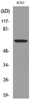 HPA1 Polyclonal Antibody