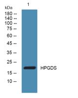 HPGDS Polyclonal Antibody