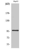 HPK1 Polyclonal Antibody