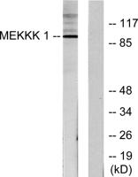 HPK1 Polyclonal Antibody