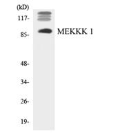 HPK1 Polyclonal Antibody