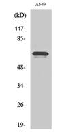 HRI Polyclonal Antibody