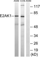 HRI Polyclonal Antibody