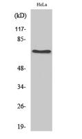 HSC 70 Polyclonal Antibody