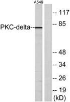 HSF1 Polyclonal Antibody